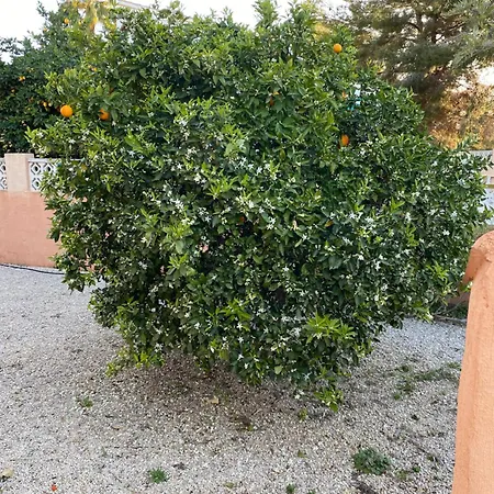 Melocoton 别墅 卡尔佩