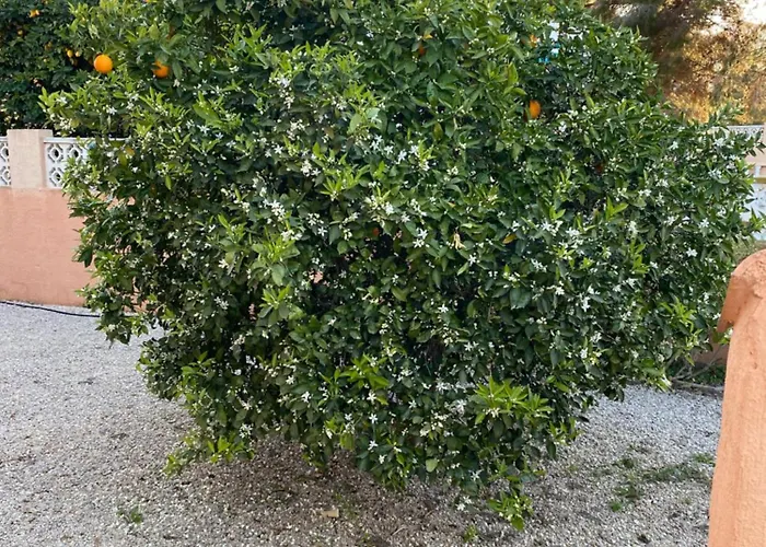 Melocoton Villa Calpe